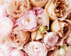 Tapeta Nature Flowers 245.jpg